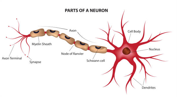 <p>Cells that transmit electrical signals</p><ul><li><p>Cell Body (Soma) - contains the nucleus and most of the cell’s organelles</p></li><li><p>Dendrites - highly branched projections that receive signals from adjacent neurons at synapses</p></li><li><p>Axon - carry information from the cell body to target cells, often wrapped in a fatty myelin sheath which insulates the axon and helps to maintain the signal</p></li><li><p>Nodes of Ranvier - gaps in the myelin sheath where the action potential is repeatedly regenerated as it moves down the axon</p></li><li><p>Axon hillock - where the cell body meets the axon, generates the action potential</p></li><li><p>Axon terminal - contains synaptic vesicles filled with neurotransmitters, when action potential reaches the terminal, neurotransmitters are released into the synaptic cleft  </p></li></ul><p></p>