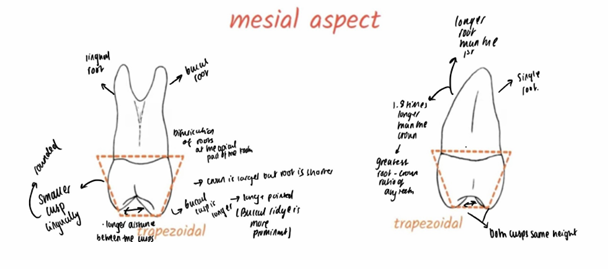 <ul><li><p>Average distance between buccal and lingual cusp peaks of first and second premolar is about the same</p></li></ul><p></p>