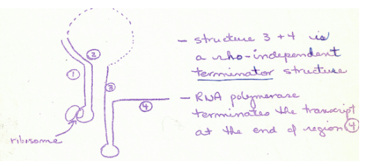 <ul><li><p>When there is lots of trp-tRNA the Ribosome travels along mRNA until it reaches the stop codon UGA– which is between sequences 1 and 2.</p></li><li><p>this placement allows sequence 1 to bind<br>to 2 and 3 to bind to 4 which makes a termination structure and so RNA Polymerase (which is in front of ribosome) interacts with the terminator and stops transcription</p></li></ul>
