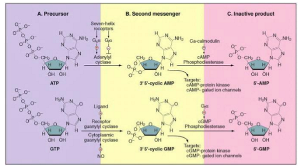 <p>similar mechanisms of synthesis and degradation </p><ul><li><p>enzymes that produce (cyclases) or degrade (phosphodiesterases) the cyclic nucleotides determine the steady-state conc of these messengers inside the cell </p></li><li><p>adenylyl cyclase and guanylyl cyclase are closely related enzymes: changing 2 AAs is sufficient to convert adenylyl cyclase into a guanylyl cyclase </p></li></ul><p></p>