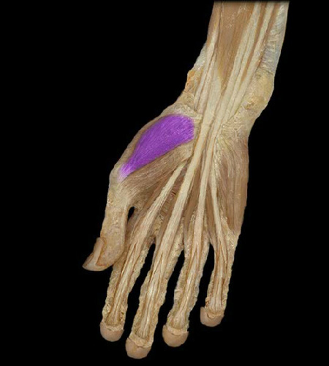 <p>carpal bones</p>