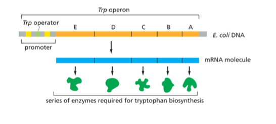 <p>transcribed and the resulting mRNA is translated to produce a full set of biosynthetic enzymes which work in tandem to synthesize the amino acid from simple precursor molecules. </p>