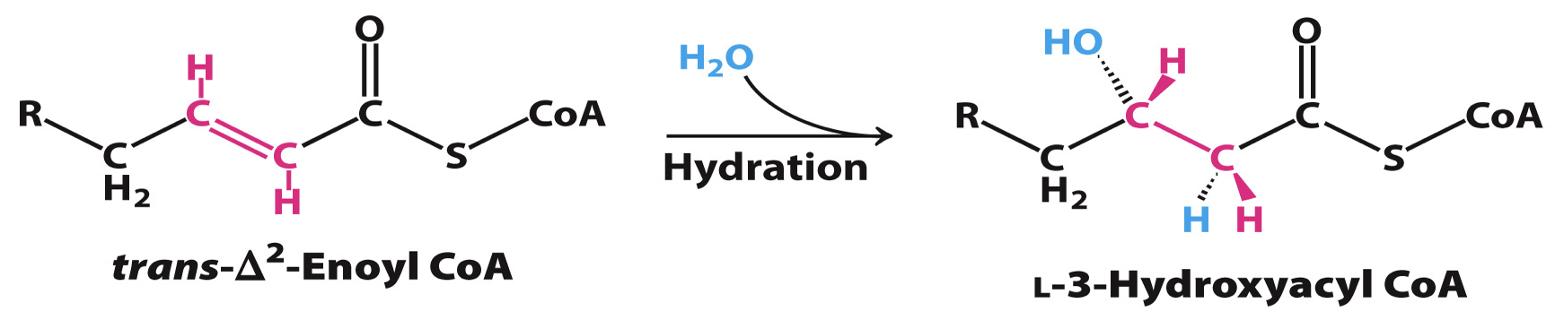<p>2nd Reaction in the beta-oxidation pathway that is hydration of trans-Δ2-enoyl CoA by a hydratase; </p><ul><li><p>enzyme: Enoyl CoA hydratase </p></li></ul><ul><li><p>Rxn generates hydroxyl group; single bond between carbon -2 and -3</p></li><li><p>products: L-3-hydroxyacyl CoA </p></li></ul><p></p>