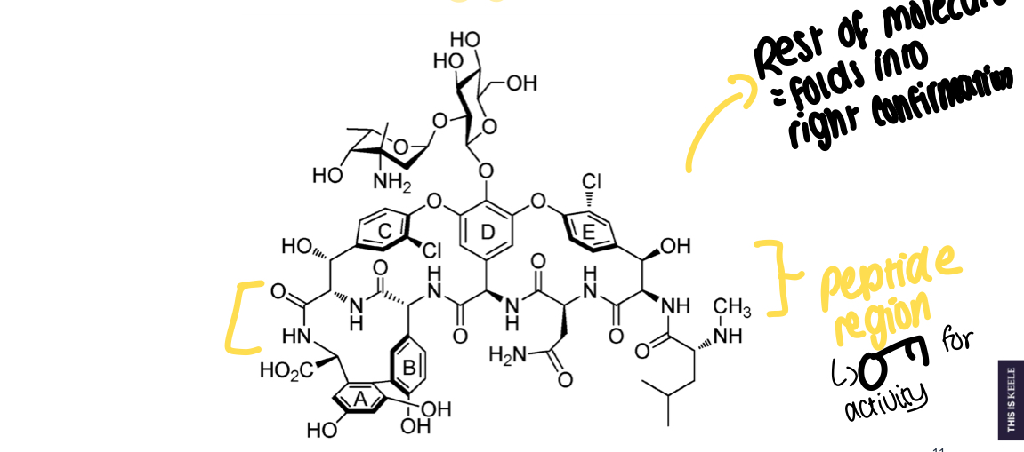 <p>Helps to fold the drug into the right conformation for activity </p>
