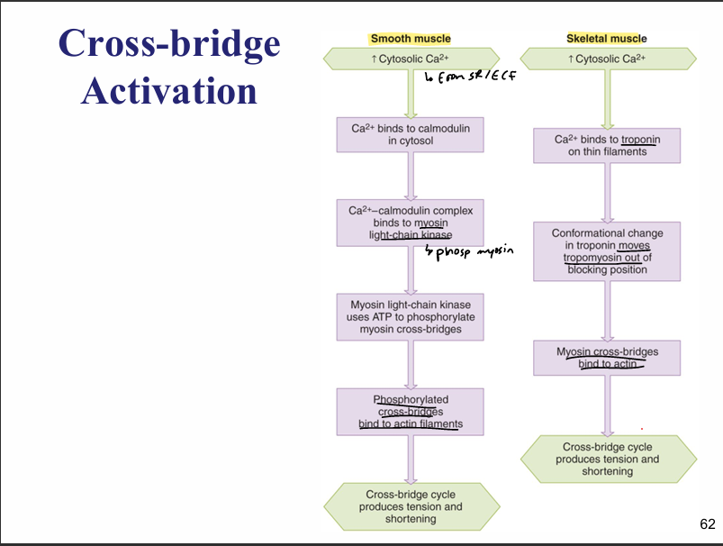 <p>smooth muscle contraction </p>