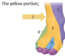 <p>L4 to S2. supplies lat compartments of leg (fib long and fib brev). Cutaneous dorsal supply</p><p></p><p>Late</p>