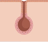 <p>name the type of gland</p>