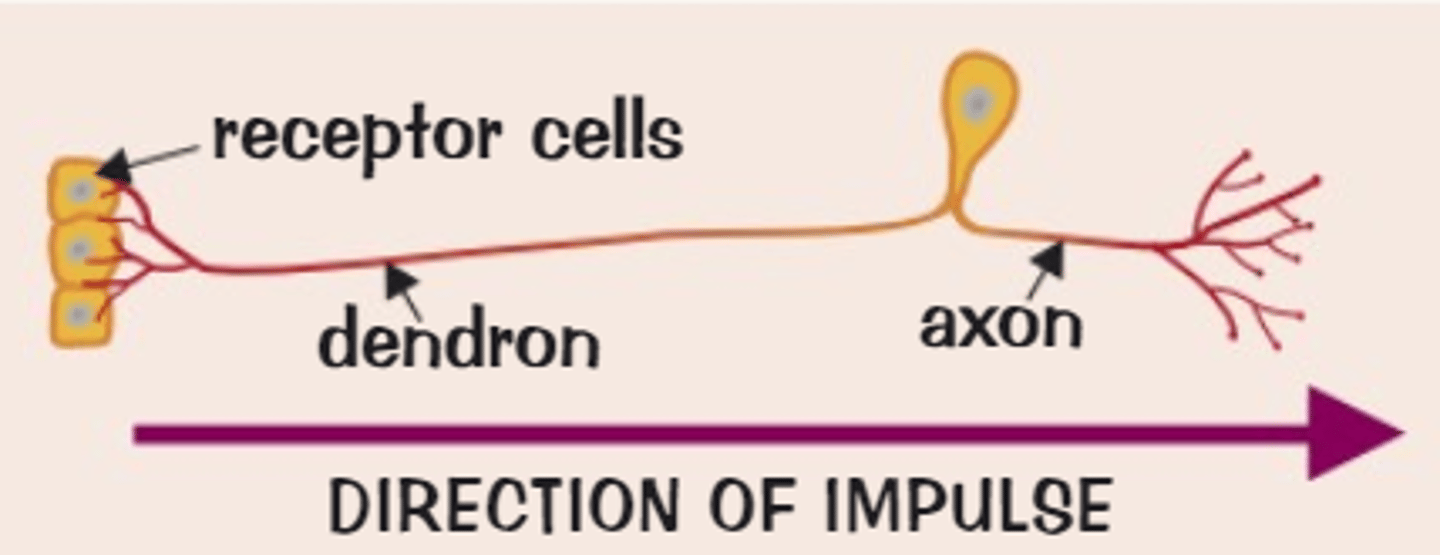 <p>- Carries impulses from sensory receptors to the CNS</p><p>- Has an axon and dendron which lead into smaller dendrites</p>