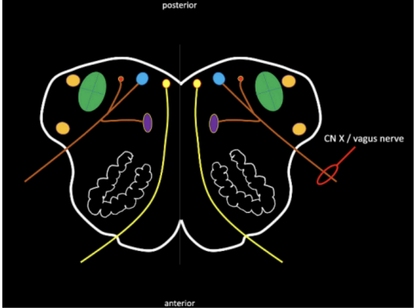 <p>Vagus Nerve (Medulla)</p>