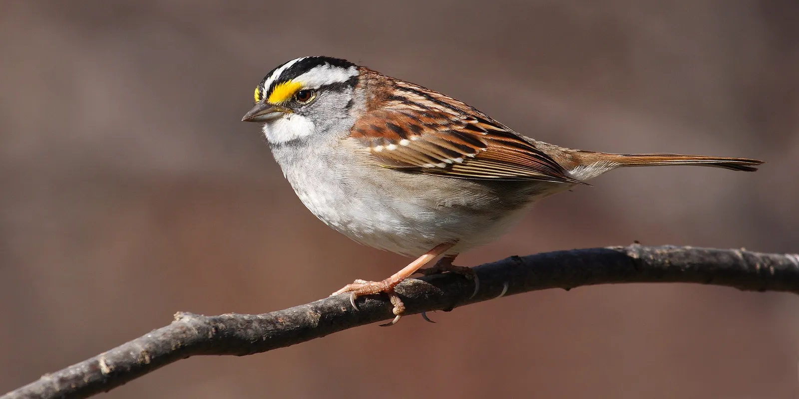 <ul><li><p>Yellow eyebrows</p></li><li><p>Black and white striped crown</p></li><li><p>White throat</p></li></ul><p></p>