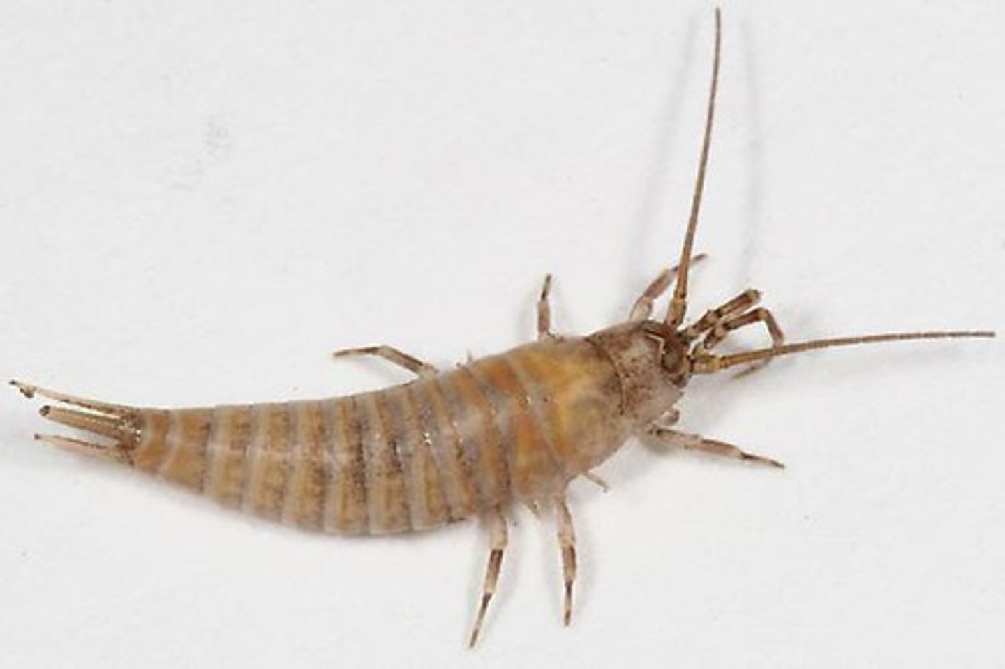<p>Common name of order: Silverfish. Neither paleopteran or neopteran (no wings). Ametabolous.</p>