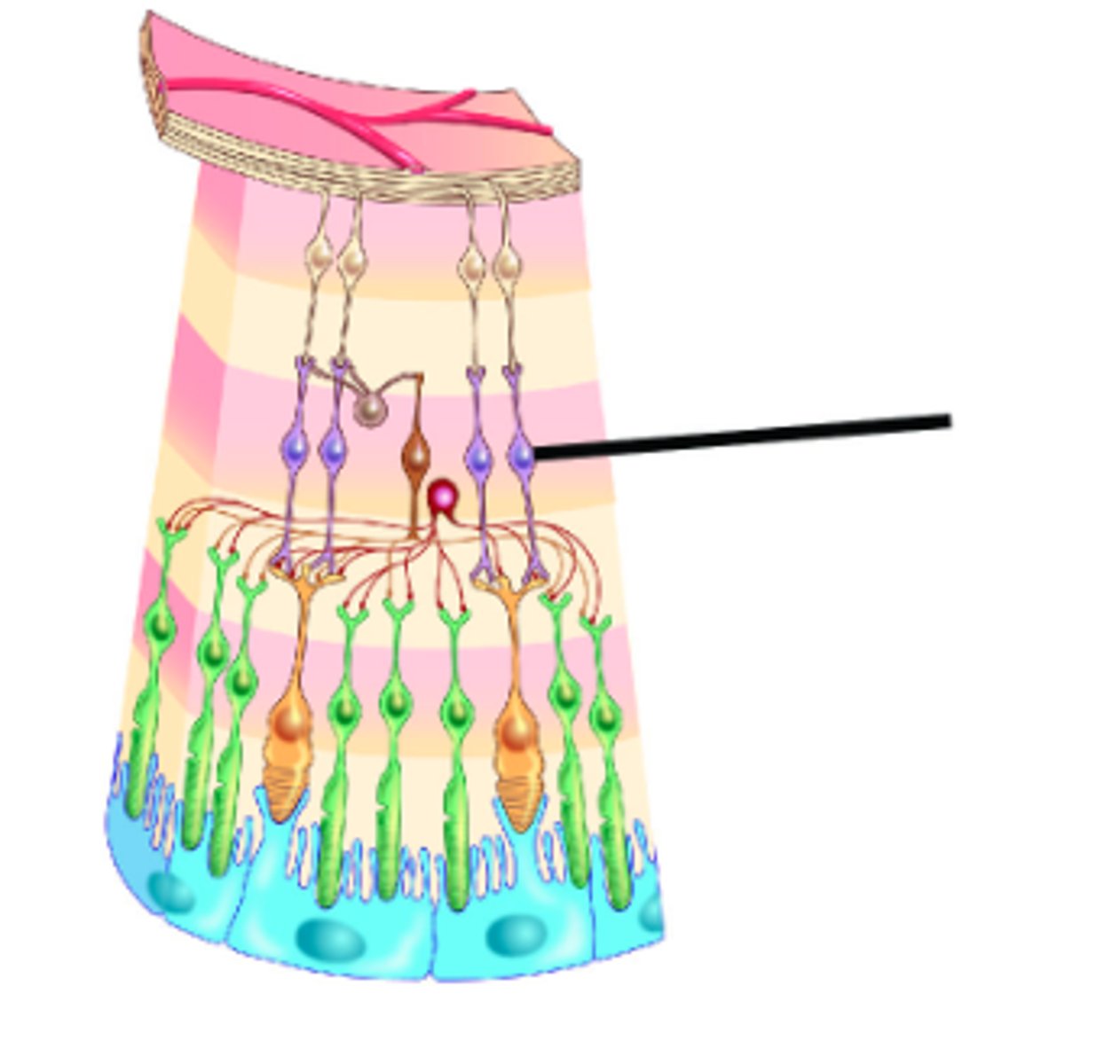 <p>Identify structure.</p>