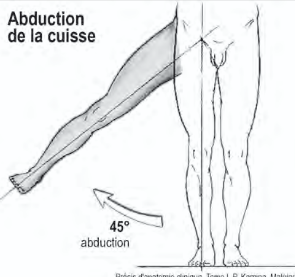 <p>Abduction de l’articulation coxo-fémorale</p>
