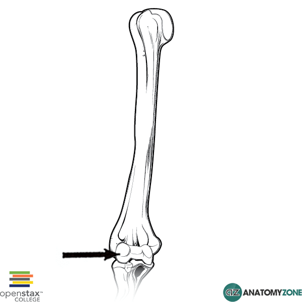 <p>Shorter projection of the bottom of the humerus</p>