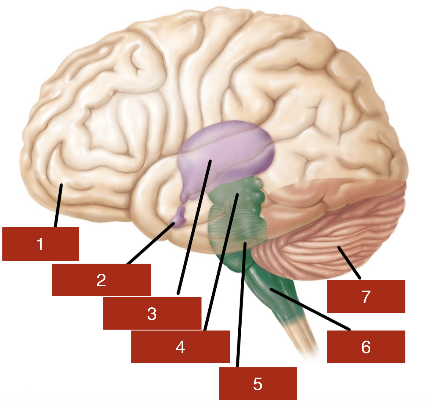 <p>7</p>