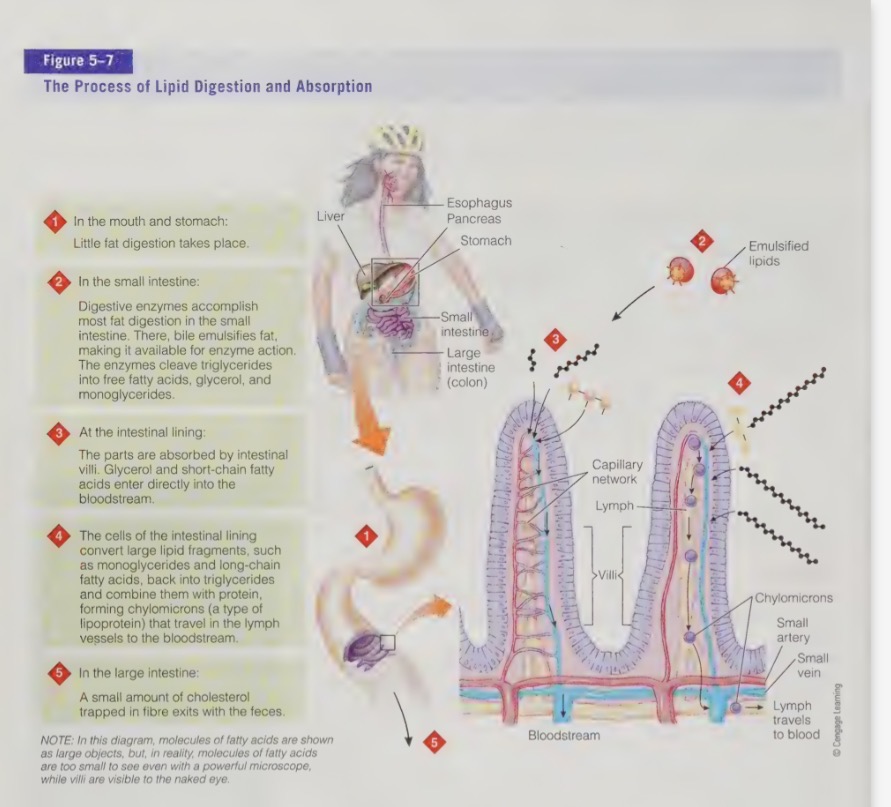 <ol><li><p>mouth and stomach: little fat digestion</p></li><li><p>small intestine: digestive enzymes break down fat, bile emulsifies fat. enzymes cleave triglycerides into free fatty acids, glycerol, and monoglycerides</p></li><li><p>intestinal lining: parts absorbed. glycerol and short-chain fatty acid directly enters blood stream</p></li><li><p>4. cells of intestinal lining: convert large lipid fragments (mono) and long-chain fatty acids back into triglycerides and combine with protein forming chylomicrons that travel in lymph</p></li><li><p>large intestine: small amount of cholesterol trapped in fibre and exits with poop</p></li></ol><p></p>