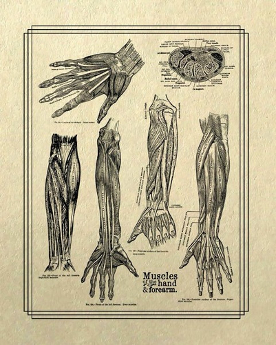 <p>root meaning muscle</p>