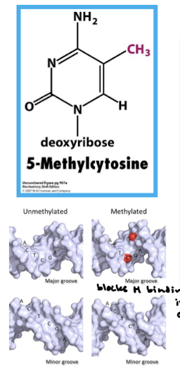 <p>DNA methylation is found in vertebrates and takes place on those cytosines that are followed by guanines, e.g. CpG. Methylation takes place in the promoter DNA. Methylation is a mechanism to keep genes transcriptionally silent.</p>