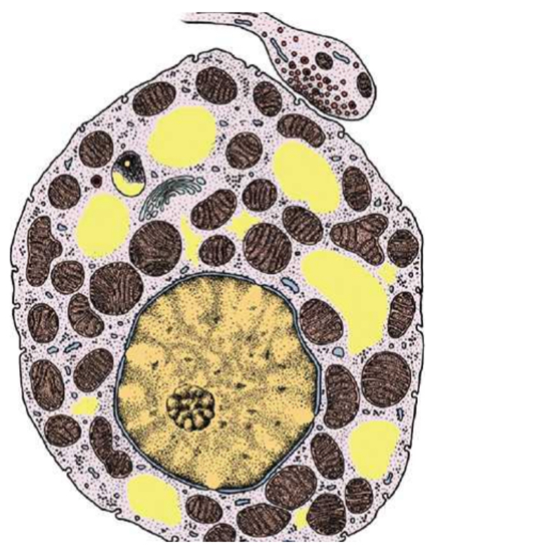 <p>1. Specimen?<br>2. What are the yellow and brown? <br>3. What is the one attached to it outside? What does it do and why?</p>