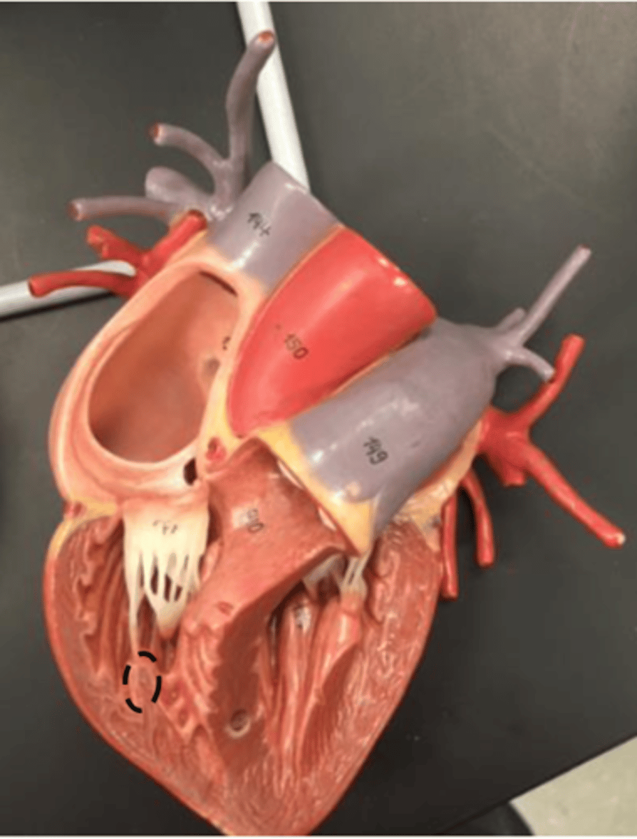 <p>muscle that attaches to the chordae tendineae</p>