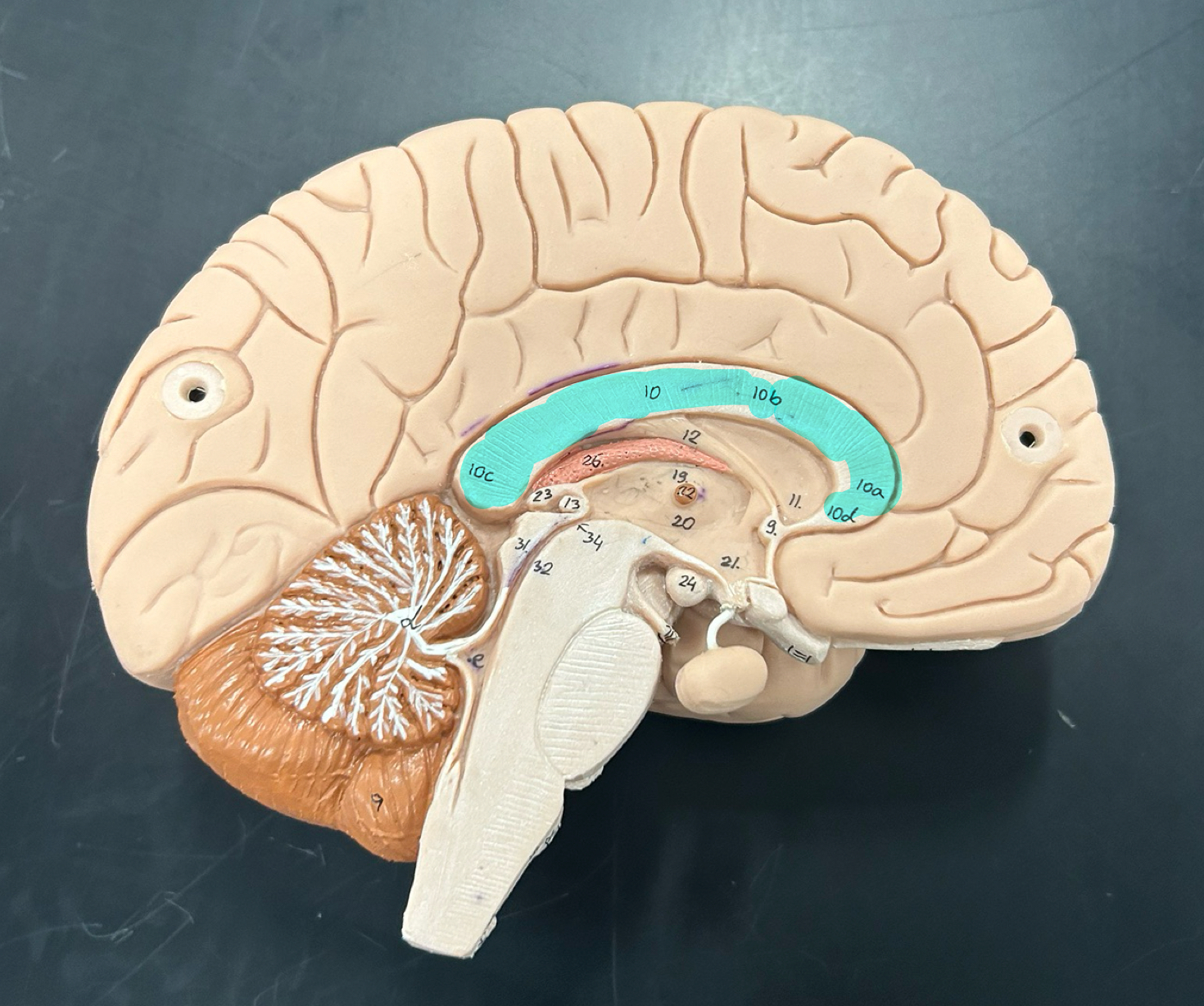 knowt flashcard image