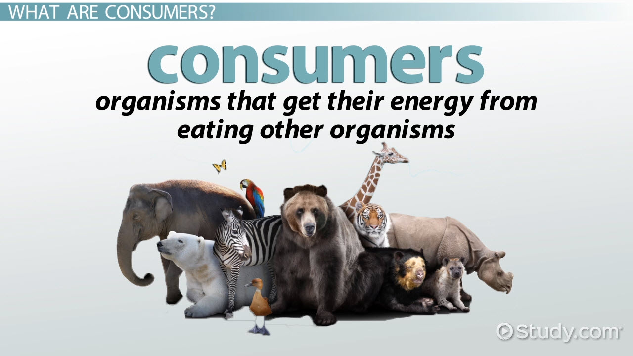 <p>Feed on other consumers</p>