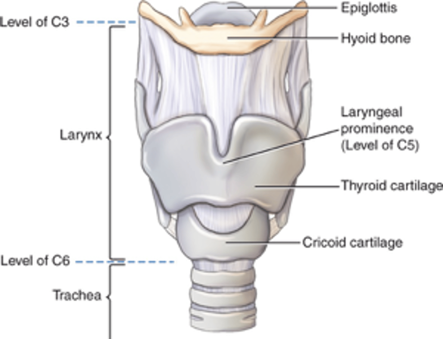 <p>What part of the respiratory system is shown?</p>