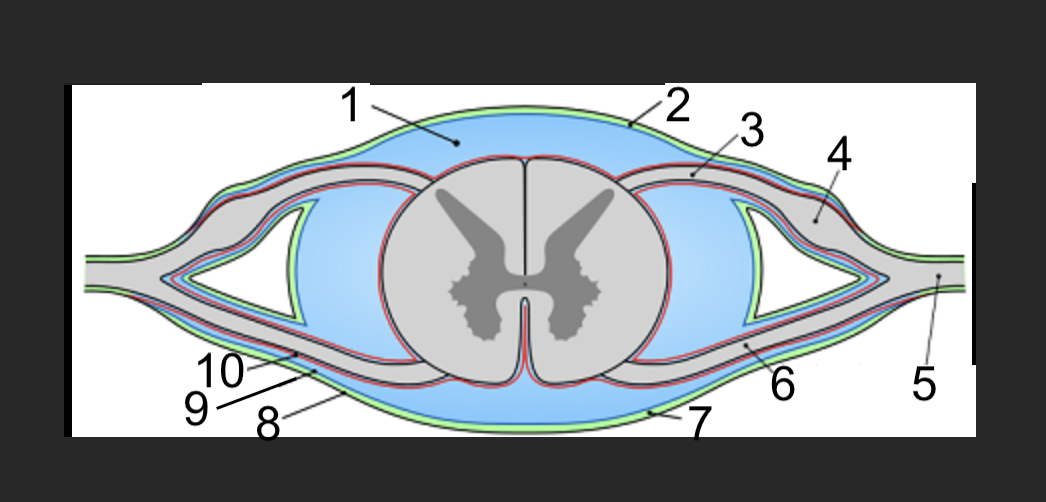 <p>what structure of the spinal cord is this? #3</p>