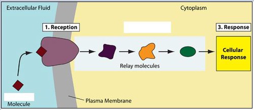 signal transduction