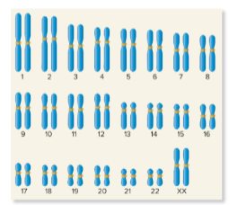 <p>Fill in the blank…</p><p>In humans, most cells have ( ) chromosomes, or 23 ( ) pairs. In males, the X and Y chromosomes are not homologous.</p>
