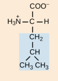 <p>nonpolar,aliphatic R group</p>
