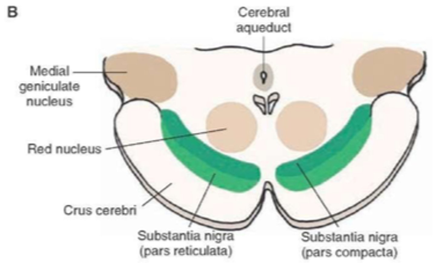 <p>pars compacta and pars reticulata</p>