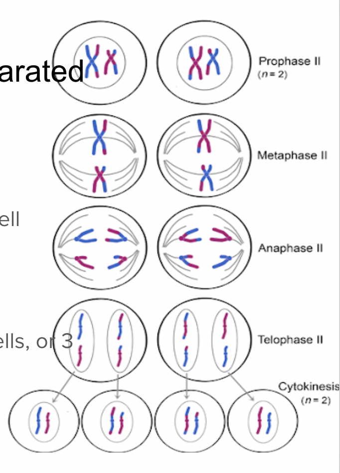 <p><span style="background-color: transparent;"><span>Sister chromatids are separated</span></span></p>