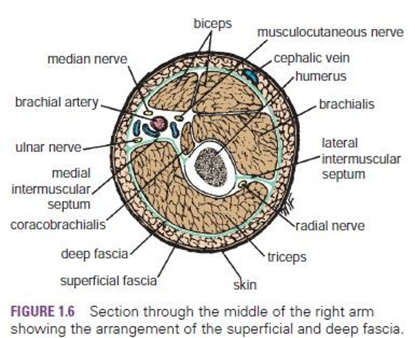 <p>Also known as subcutaneous tissue.</p>
