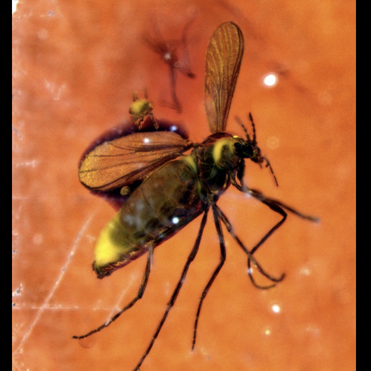 <p>Fossilization in amber </p><ul><li><p>Amber is a natural RESIN with high VISCOSITY </p></li><li><p>No DNA </p></li></ul><p></p>