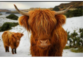 <ul><li><p>Origin: Scotland</p></li><li><p>Red is most common color, but yellow, black, dun (brown), and silver are all possible</p></li><li><p>Horned</p></li><li><p>Large</p></li><li><p>Traits: hardy and adaptable, shaggy hair coat protects eyes from insects (calves look like teddy bears)   </p></li></ul><p></p>