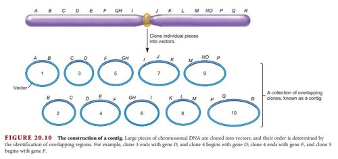 <p>Overlapping pieces of cloned chromosomal DNA.</p>