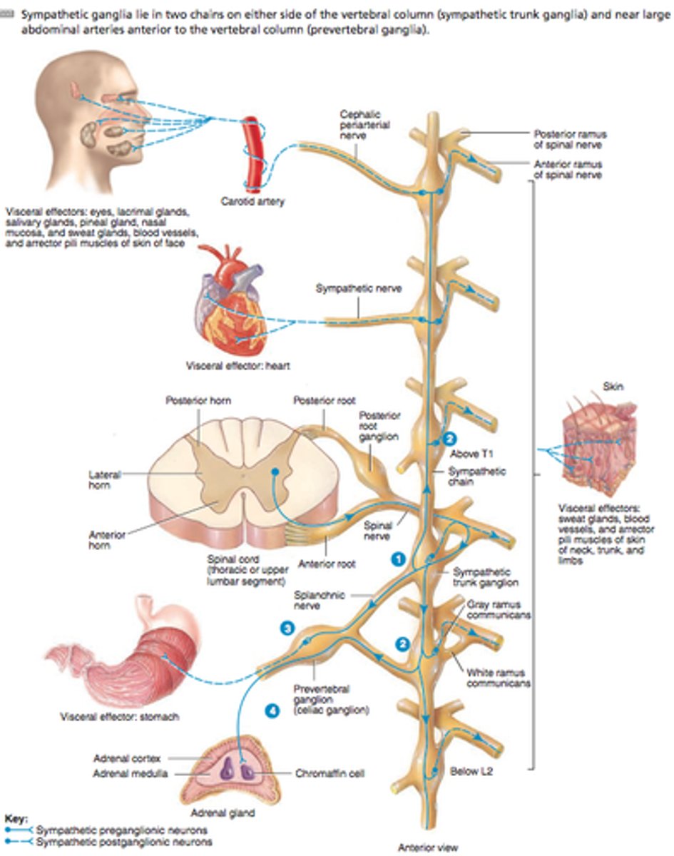 <p>- Simultaneous activation of organs</p><p>- Works as a unit</p>