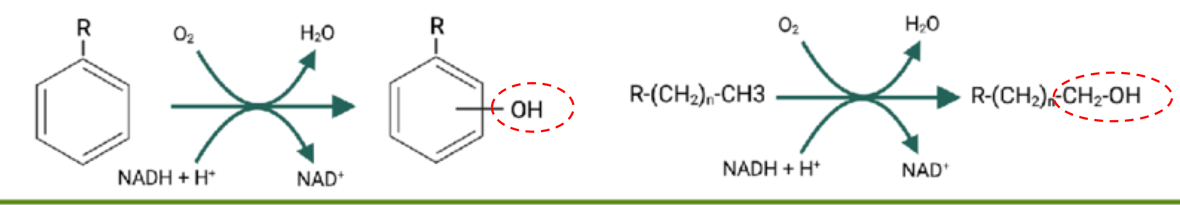 <p>one oxygen atom transferred to substrate and other reduced to water</p>