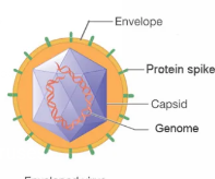 <p>enveloped viruses </p>