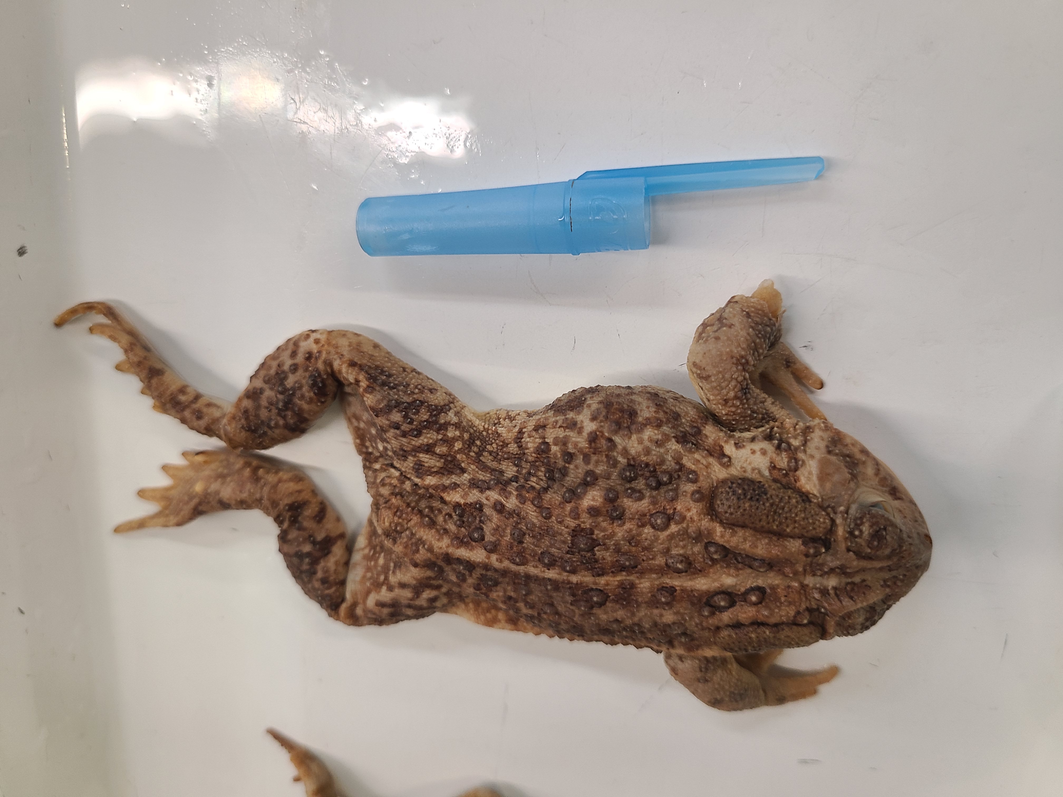 <p>Order and Family of Anaxyrus woodhousii</p>