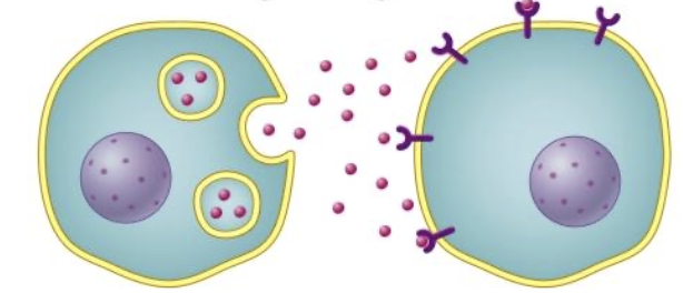 <p>signal diffuses only microns away</p><ul><li><p>many signals are peptide “growth factors”</p></li></ul><p></p>