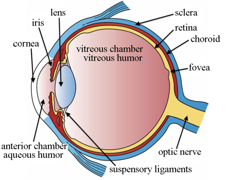 <p>parts of the eye</p>