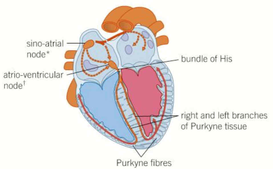 <ol><li><p>wave of <strong>electrical excitation</strong> begin in <strong>sino-atrial node (SAN), </strong>cause <strong>atria</strong> to <strong>contract</strong>, initiate heartbeat, layer of non-conducting tissue prevent first excitation passing directly into ventricles </p></li><li><p>electrical activity form SAN picked up by <strong>atria-ventricular node (AVN), </strong>imposes slight delay before stimulating <strong>bundle of His </strong>(<strong>conducting</strong> tissue made up of <strong>Purkyne fibres</strong>), penetrate through septum</p></li><li><p>bundle of His splits into two branches and conducts excitation to <strong>apex</strong> of heart </p></li><li><p>purkyne fibres spread out through walls of ventricles on both sides, triggers <strong>contraction</strong> of ventricles <strong>starting at apex</strong></p></li></ol>