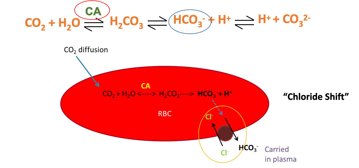 <p>1) Dissolved CO2 (only 5%)</p><ul><li><p>CO2 is much more soluble in blood than O2</p></li><li><p>5% of CO2 is transported unchanged, simply dissolving in the plasma </p></li></ul><p></p><p>2) Bound to Hemoglobin (10%)</p><ul><li><p>CO2 combines reversibly with <strong>AMINO GROUPS </strong>on Hb, NOT Fe SITE</p></li><li><p>Binds to <strong>oxyhemoglobin</strong>, converting it to <strong>carbaminohemoglobin </strong></p><ul><li><p>CARBAMINOHEMOGLOBIN IS <strong>BLUE TINGED </strong></p></li><li><p><span style="color: rgb(0, 0, 0);">This is what gives deoxy blood its blue color in the first place</span></p></li></ul></li></ul><p></p><p>3) <strong>Bicarbonate ions (PRIMARY WAY: 85%)</strong></p><ul><li><p>Majority of CO2 is transported via the <strong>“chloride shift” </strong>in RBCs</p></li><li><p><span>CO2 diffuses into RBC, and is metabolized&nbsp;</span></p><ul><li><p><span>Gets converted to bicarbonate&nbsp;</span></p></li><li><p><span>Chloride shift happens, bicarbonate switched out for chloride&nbsp;</span></p><ul><li><p><span>This “gets rid” of CO2; is metabolized down to its components by RBCs&nbsp;</span></p></li><li><p><span>Is PUT BACK TOGETHER via the REVERSE of this process at the lungs; done to release CO2 via exhalation </span></p></li><li><p><span>Carbonic anhydrase can speed up this process&nbsp;</span></p></li></ul></li></ul></li></ul><p></p>