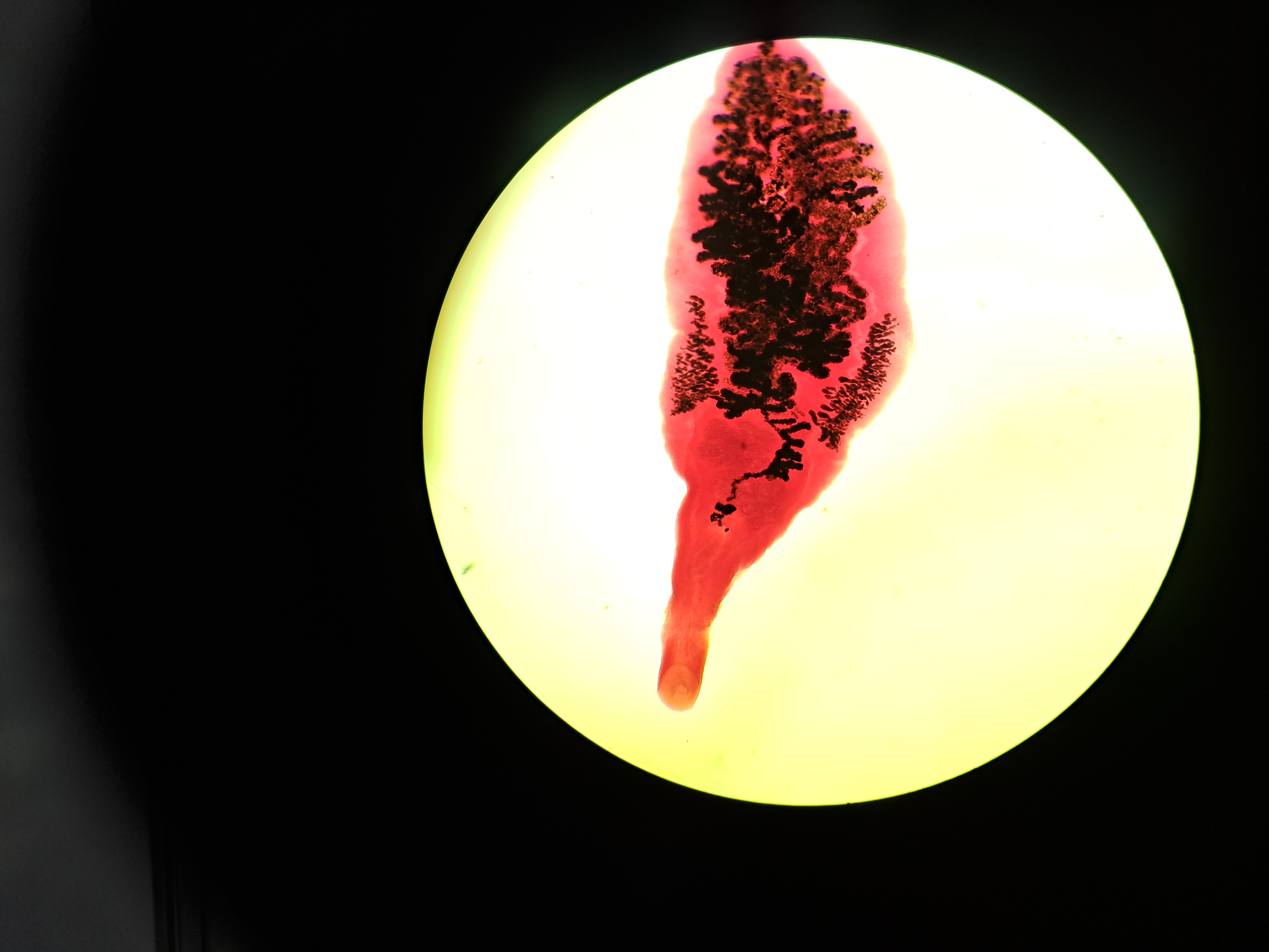 <p>kmen: PLATYHELMINTHES (ploštěnci)</p>