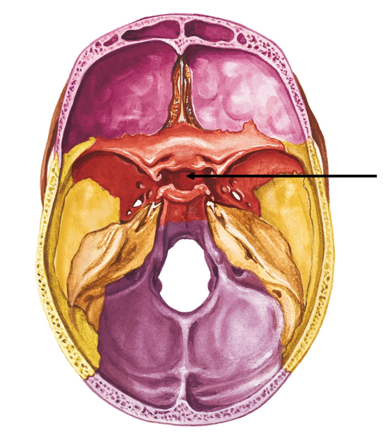 <p>Middle of sphenoid bone, in body</p>