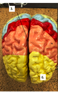 <p>What is the <strong><em>Sulci and Fissures</em></strong> of #3?</p>