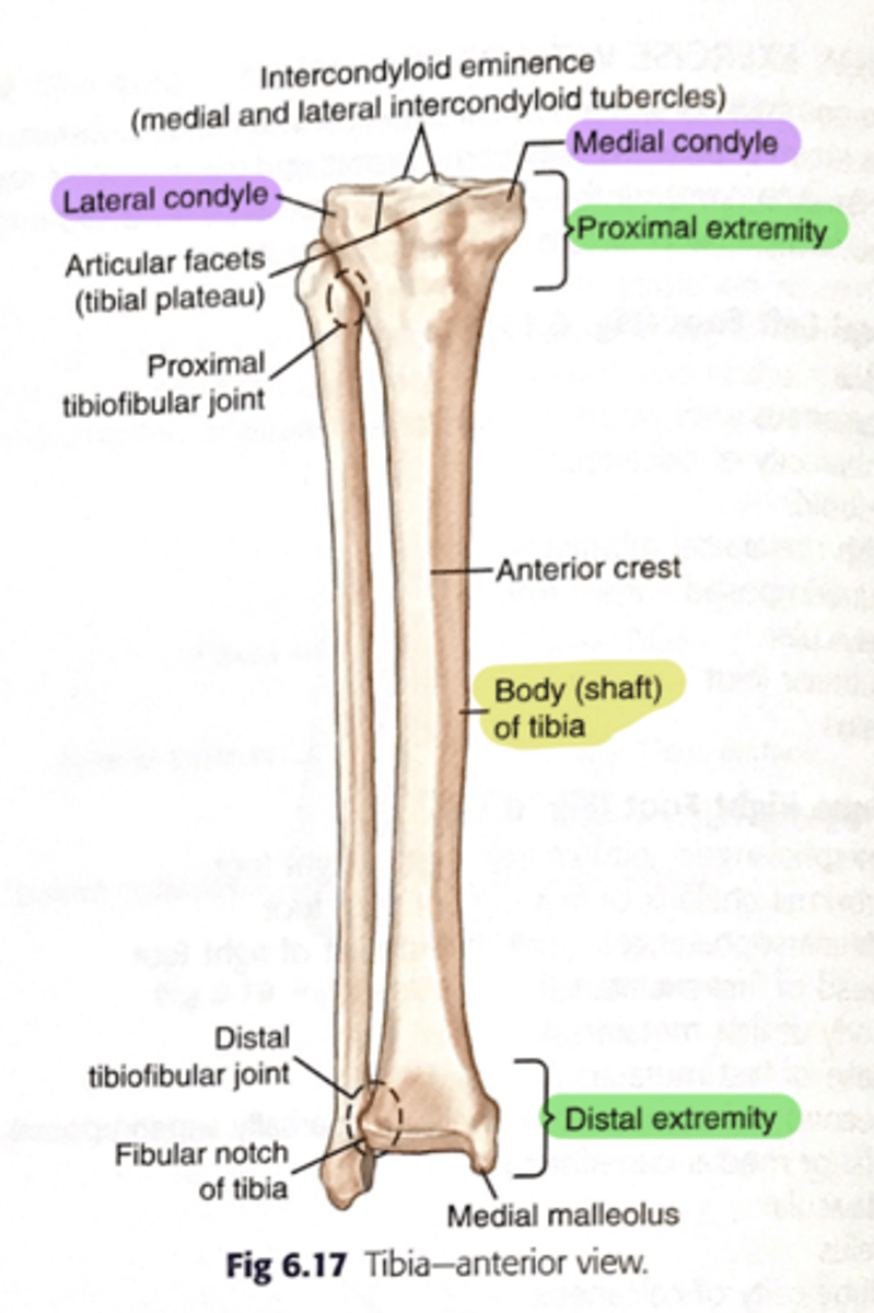 <p>medial and lateral condyles</p>
