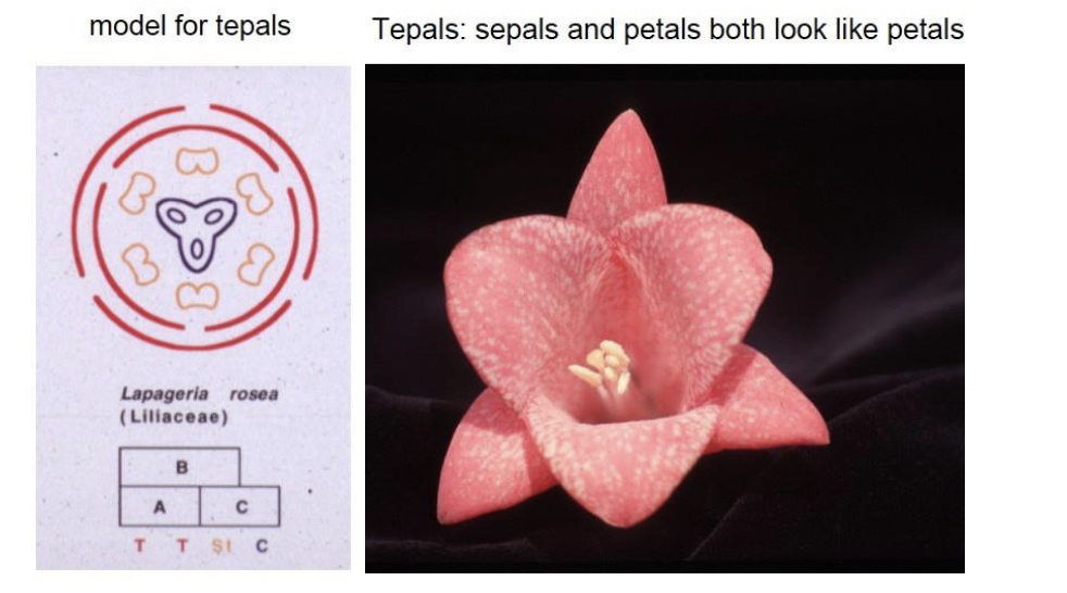 <p><span>floral organs that do not show a distinction between sepals and petals</span><br><br><span>AKA → Sepals and petals look very similar</span></p>